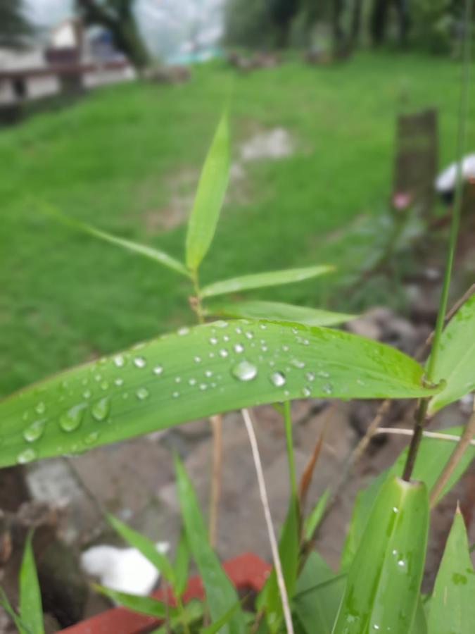 Leela * McLeod Ganj